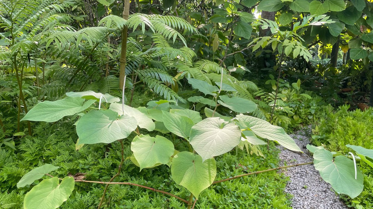 A spindly shrub with thick, fleshy, jointed stems and broad heart-shaped leaves, Mexican pepperleaf is a vigorously growing plant that proliferates so easily from seed, root suckers, rhizomes, and nodal cuttings that it has been declared an invasive weed in Tonga, Samoa, and Hawai’i.