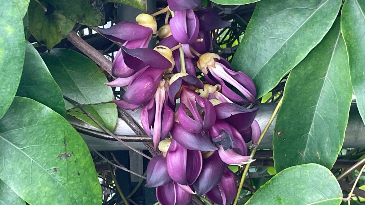 Mucuna sempervirens