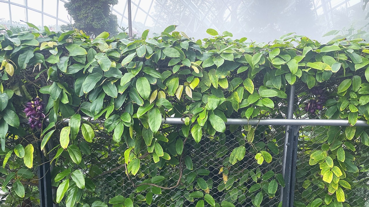 Mucuna sempervirens