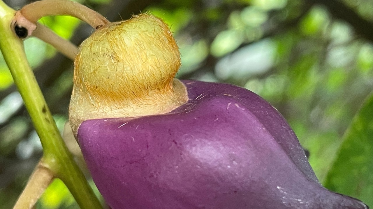 Mucuna sempervirens
