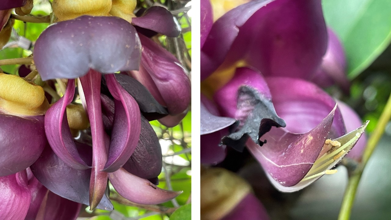 Mucuna sempervirens