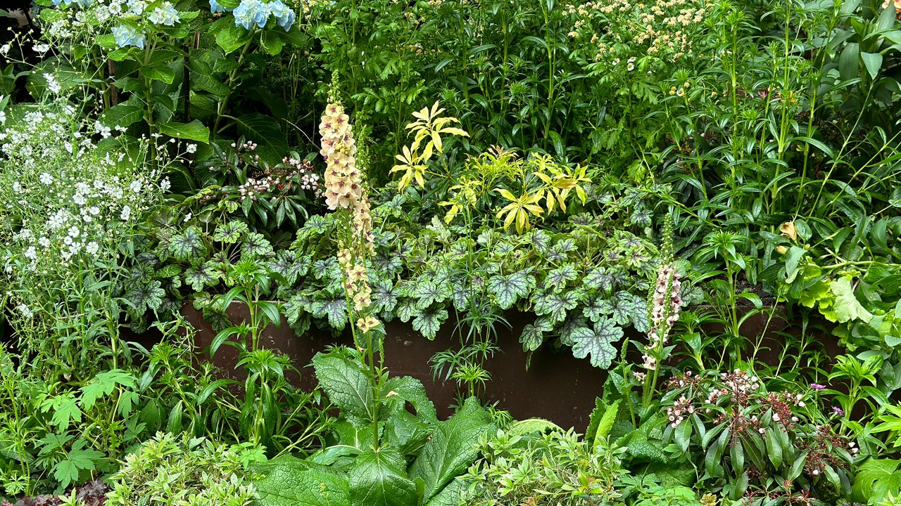 Soft-pastel spires of flowers held upright on a sturdy stem, adding interest and height in the planting bed.