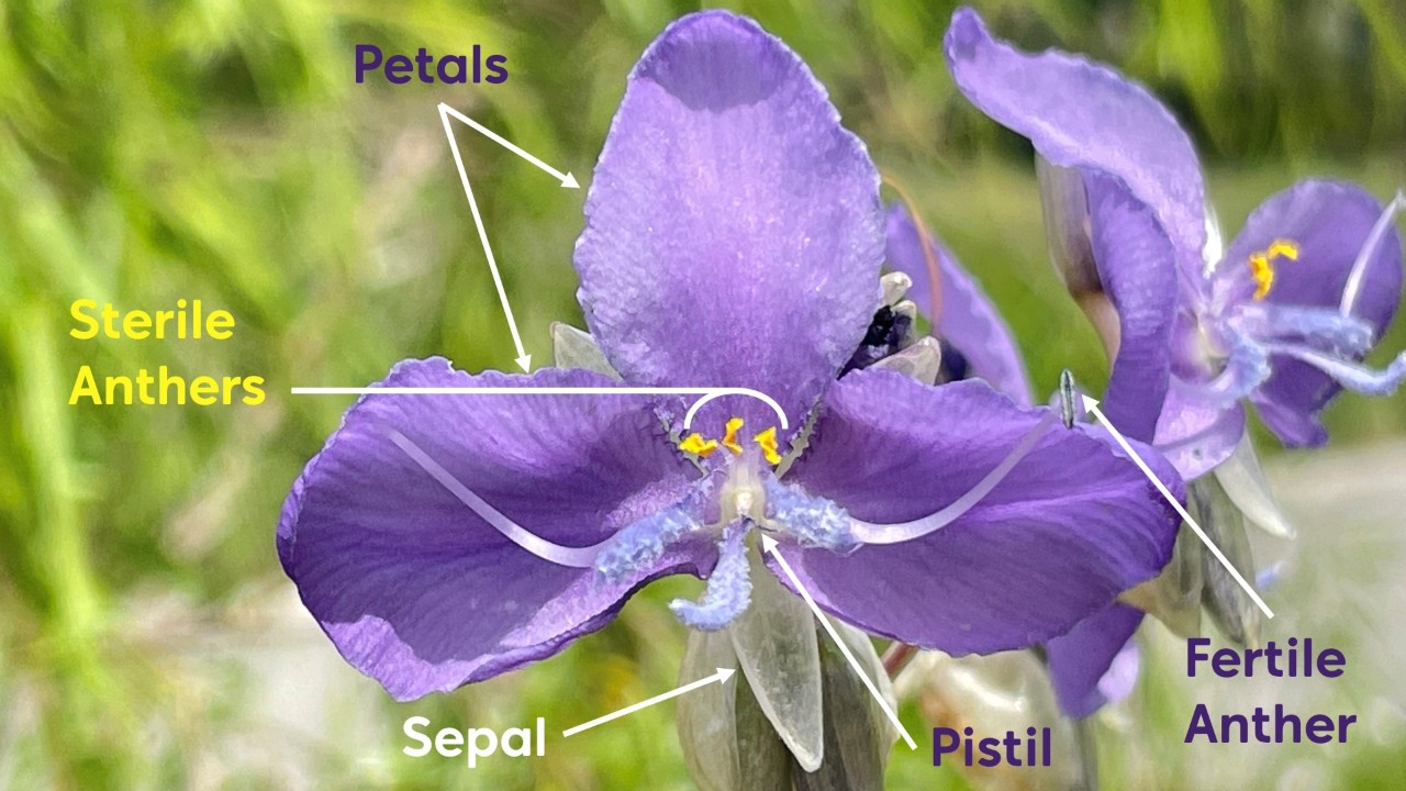 The dewflowers we have planted on-site have three long, translucent white sepals, three large purple or lavender petals, two stamens with lavender-bearded bases, each bearing a fertile anther, and three sterile stamens (staminodes), each bearing a sterile yellow tri-lobed anther (antherode). 