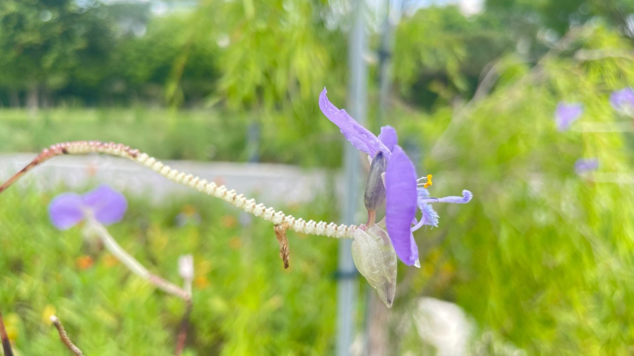 Our giant dewflower-like plants hold their wide purple flowers high above their tufted basal rosettes of leaves.