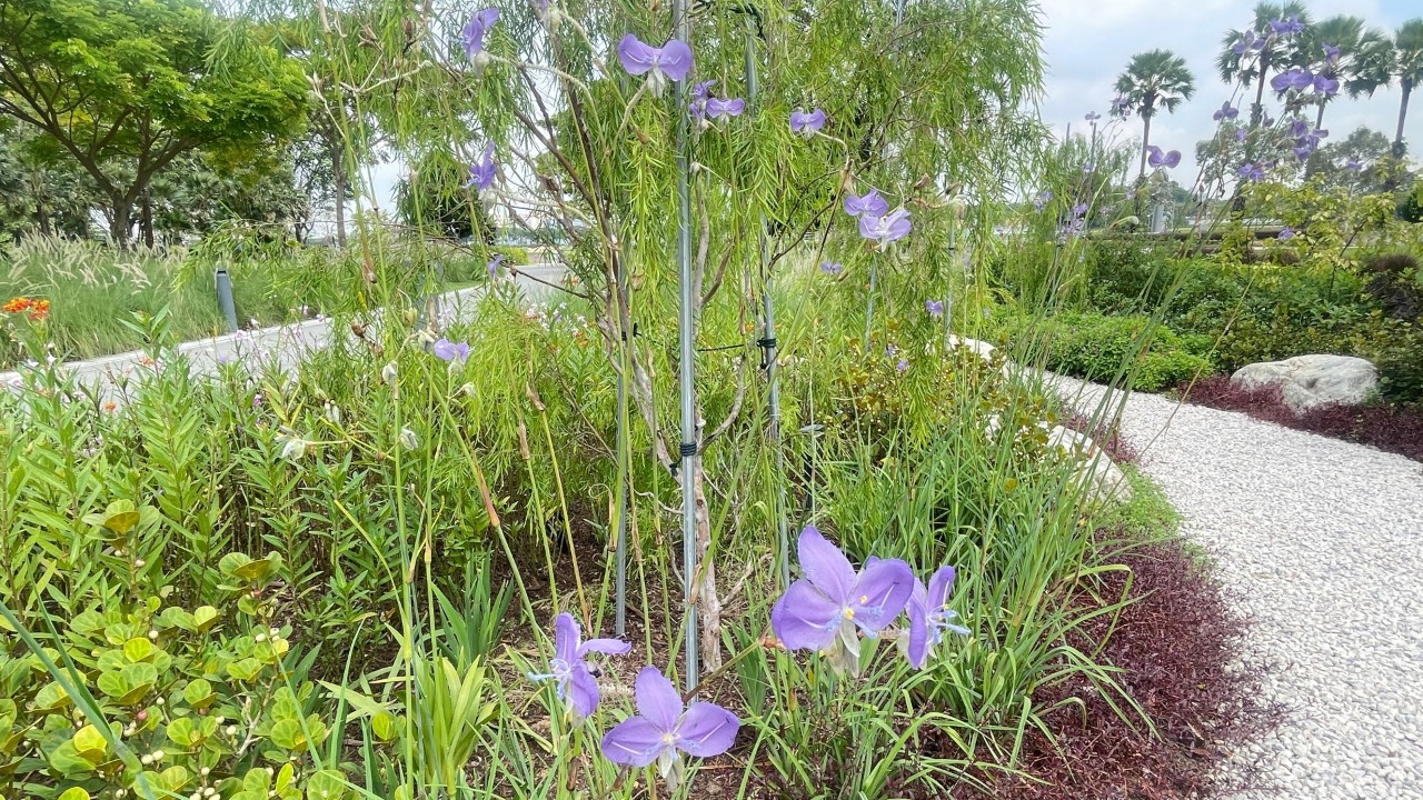 Our giant dewflower-like plants hold their wide purple flowers high above their tufted basal rosettes of leaves.