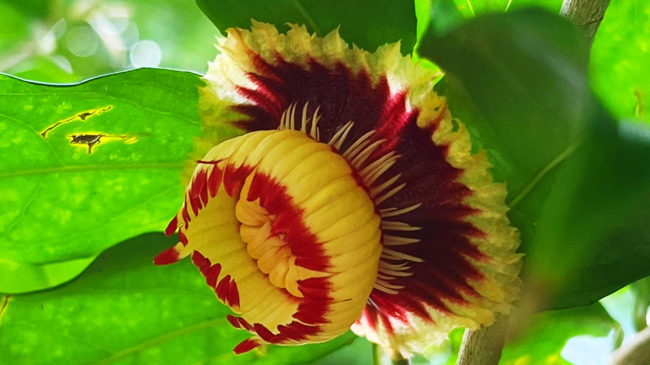 Vivid flower of Napoleon's Hat. It has a saucer-shaped frilly corolla with cream red tipped staminodia (sterile stamens with no anthers). The round coronate on top is cream-coloured with a reddish margin and hides the stamens and carpels within.