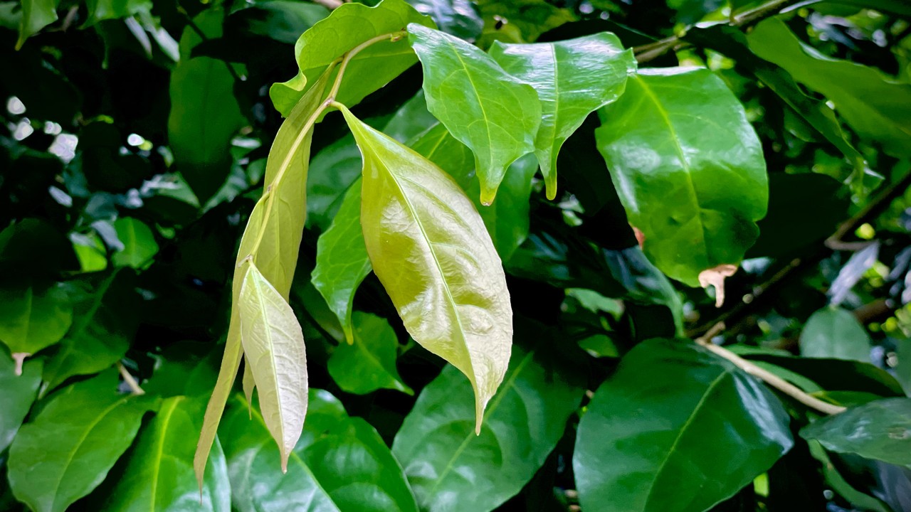 The leaves of Napoleonaea have pronounced drip tips. It is an adaptation of rainforest trees that enable the plant to move surface water efficiently so they can dry off more quickly after rain.