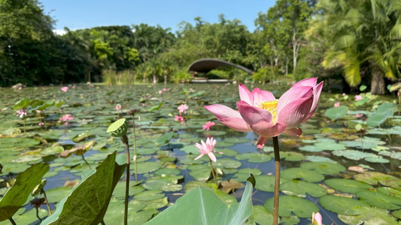 Nelumbo nucifera 