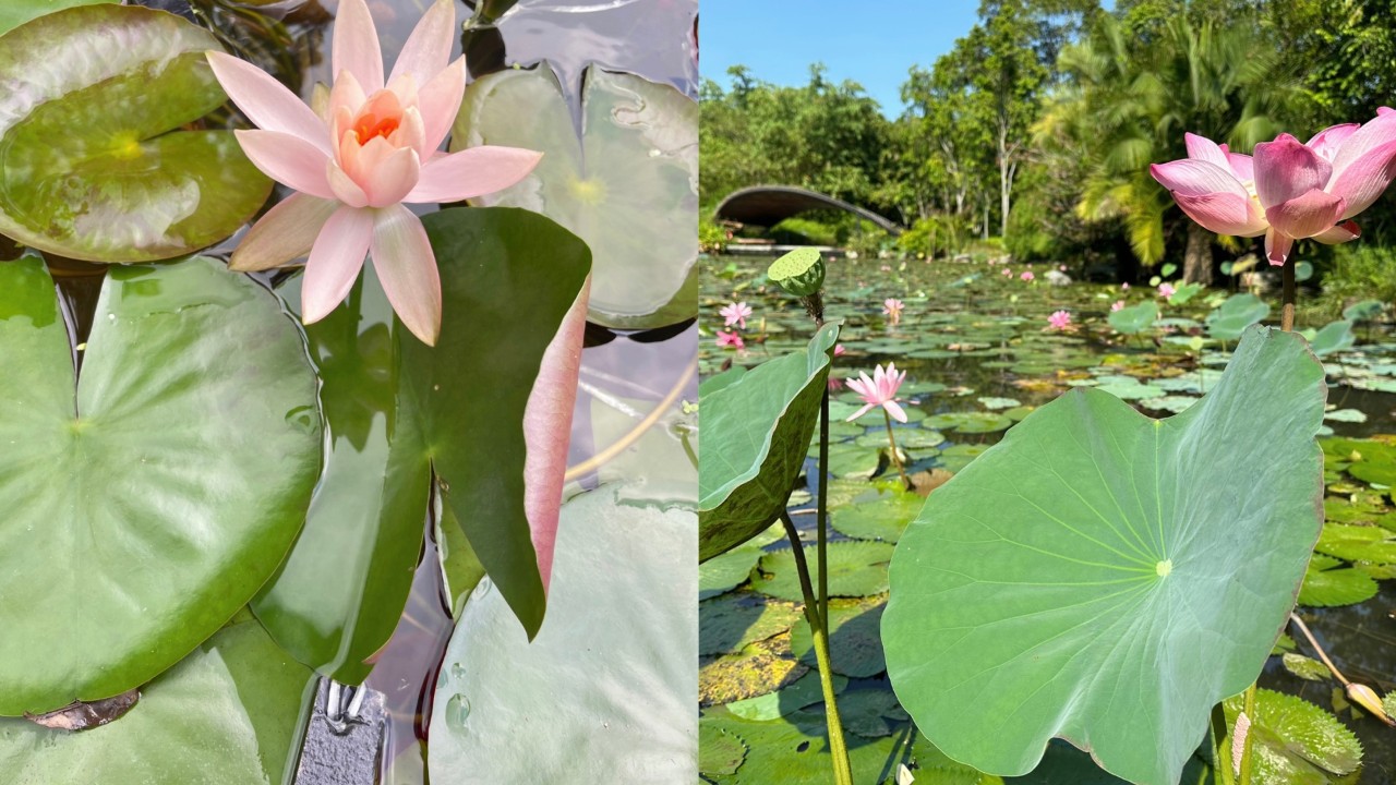 In Kingfisher wetland, water lily (left) and lotus (right) and water lily   are grown together, 