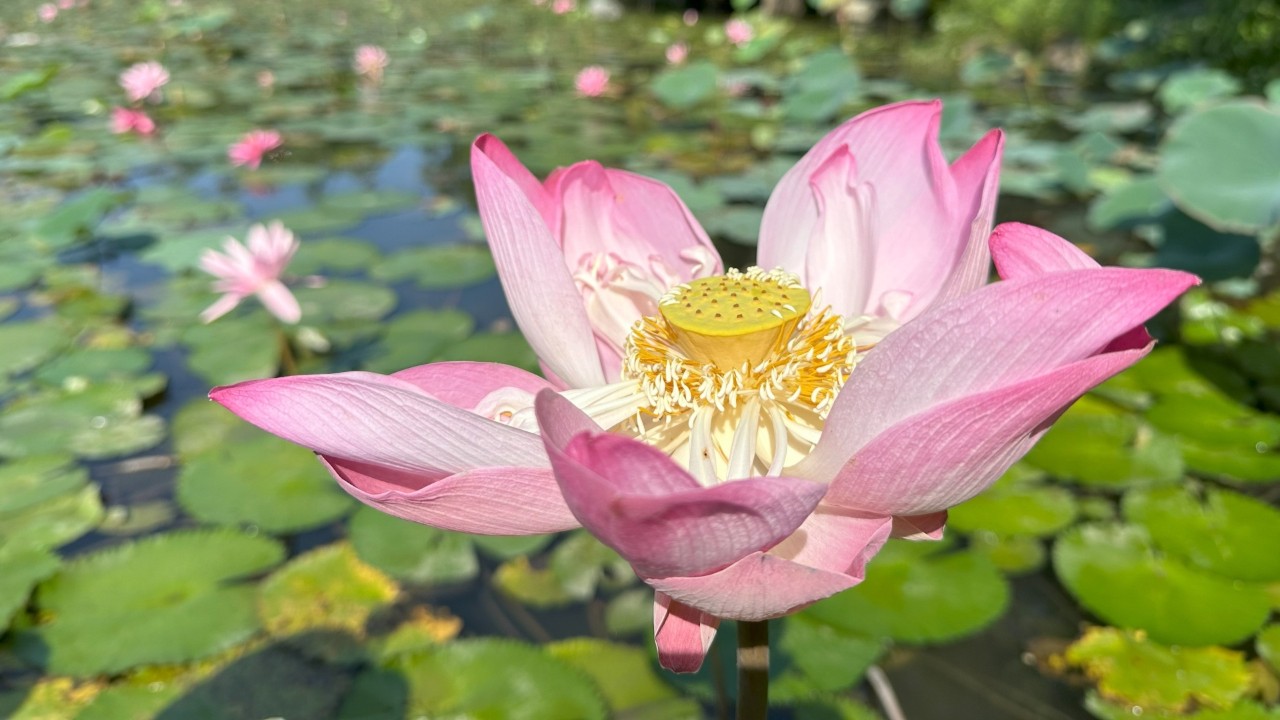 The most conspicuous part of the lotus flower is the perianth
