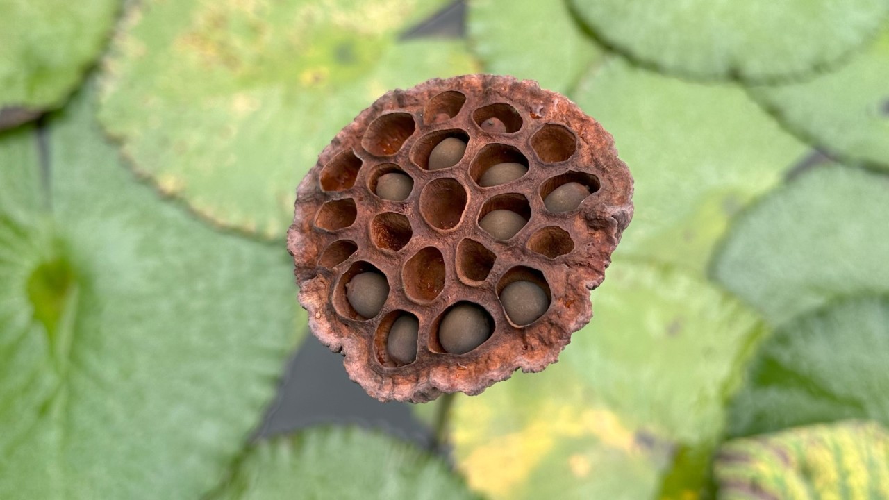The mature lotus seeds in the dried lotus pod 