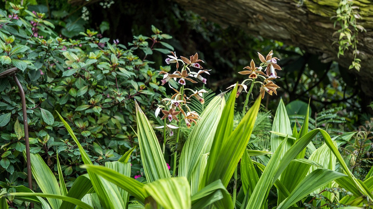  Phaius tankervilleae in bloom in the Cloud Forest.