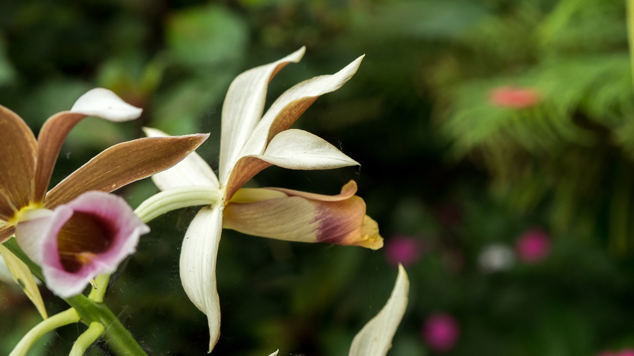 Closeup of the flowers. Don’t you think it resembles a nun’s veil?