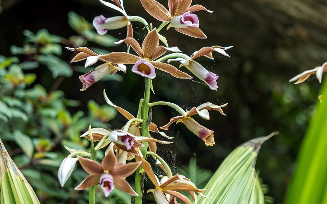 Inflorescence of Phaius tankervilleae. 