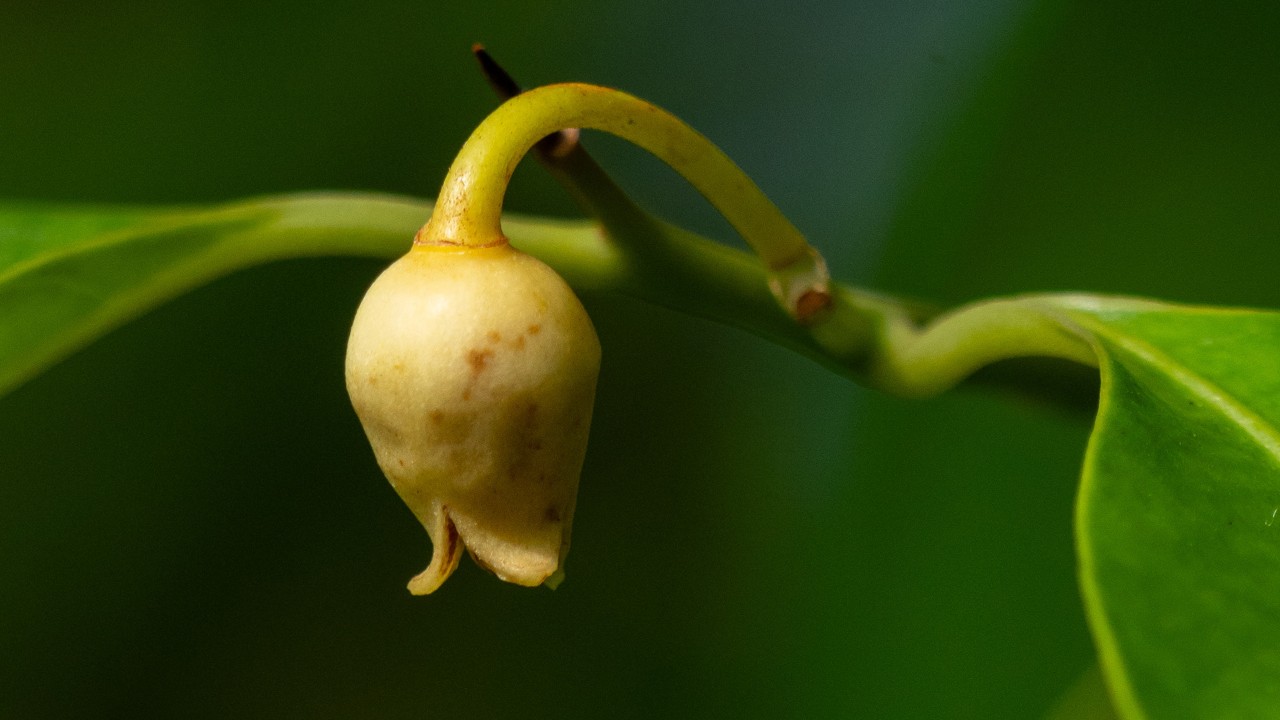 Nutmeg