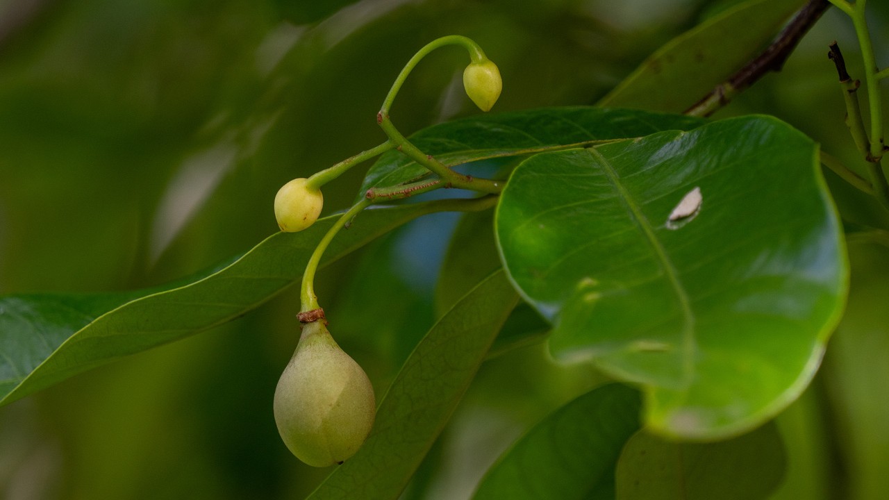 Early fruit development of Myristica fragrans.