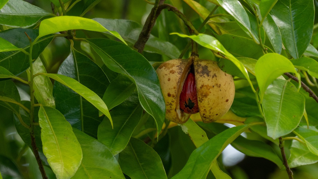 Developed fruits split open on the tree, revealing the waxy red arils (mace).