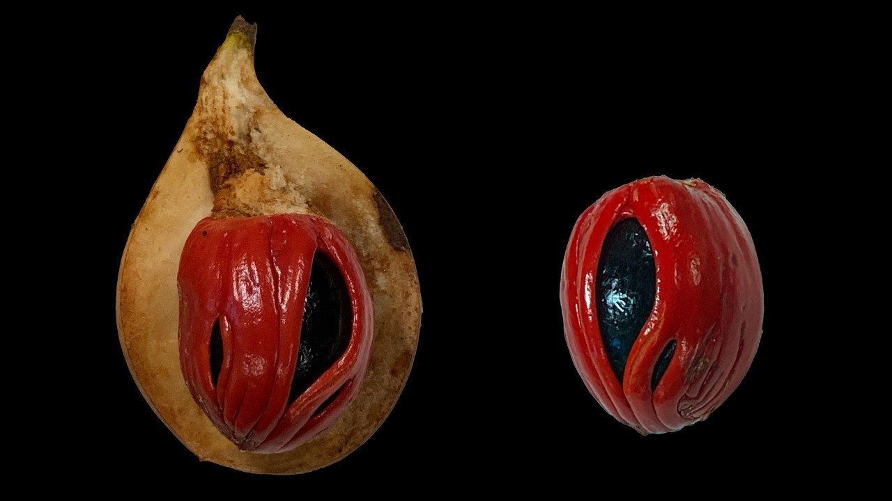 Split fruit of the Myristica fragrans. Red waxy arils are harvested for mace, while the black seed is harvested for nutmeg.