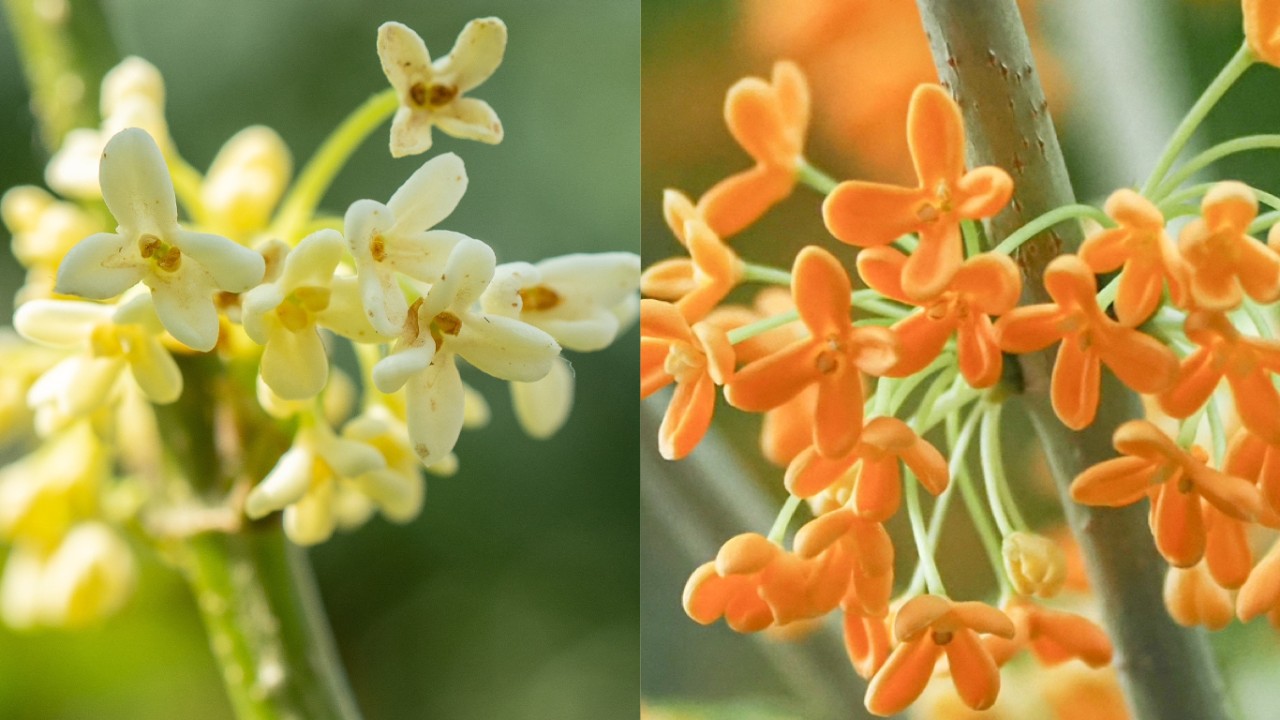 ​​​In this comparison, you can see that the difference of the flower colours between Osmanthus fragrans (left) and its variety - Osmanthus fragrans var. aurantiacus (right). Although this trait is rather subtle, it is stable and distinctive enough to separate these two populations apart, in terms of botanical classification.  