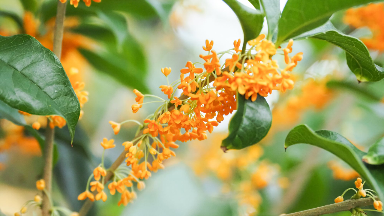 The fragrant olive is blooming in Cloud Forest, little tangerine blossoms are on the stem and a sweet joyful scent is in the air! 