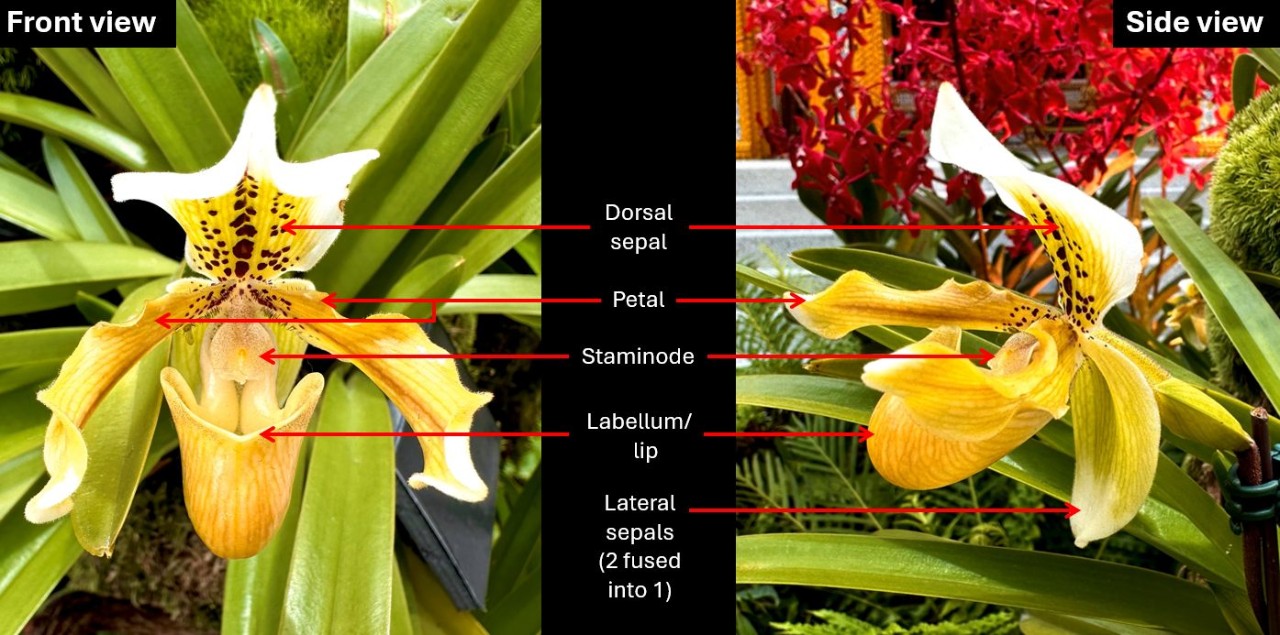 Paphiopedilum exul