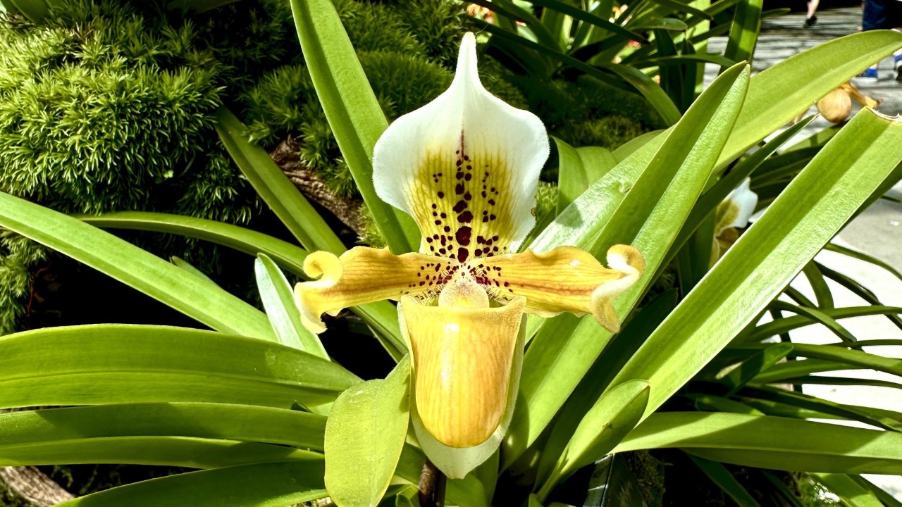 Paphiopedilum exul