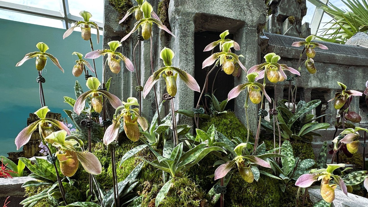 Paphiopedilum appletonianum, commonly known as Appleton’s Paphiopedilum, is a fascinating terrestrial orchid native to Laos, Thailand, and Cambodia. The overall effect of specimens blooming from multiple offshoots per plant resembles a flock of birds, with green and copper-coloured flowers often flushed with pink or purple.