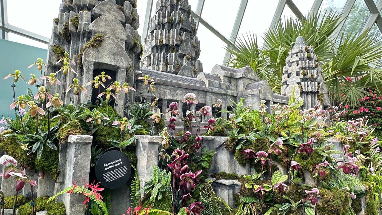 Colourful Asian lady’s slipper orchids adorn the Angkor Wat replica.