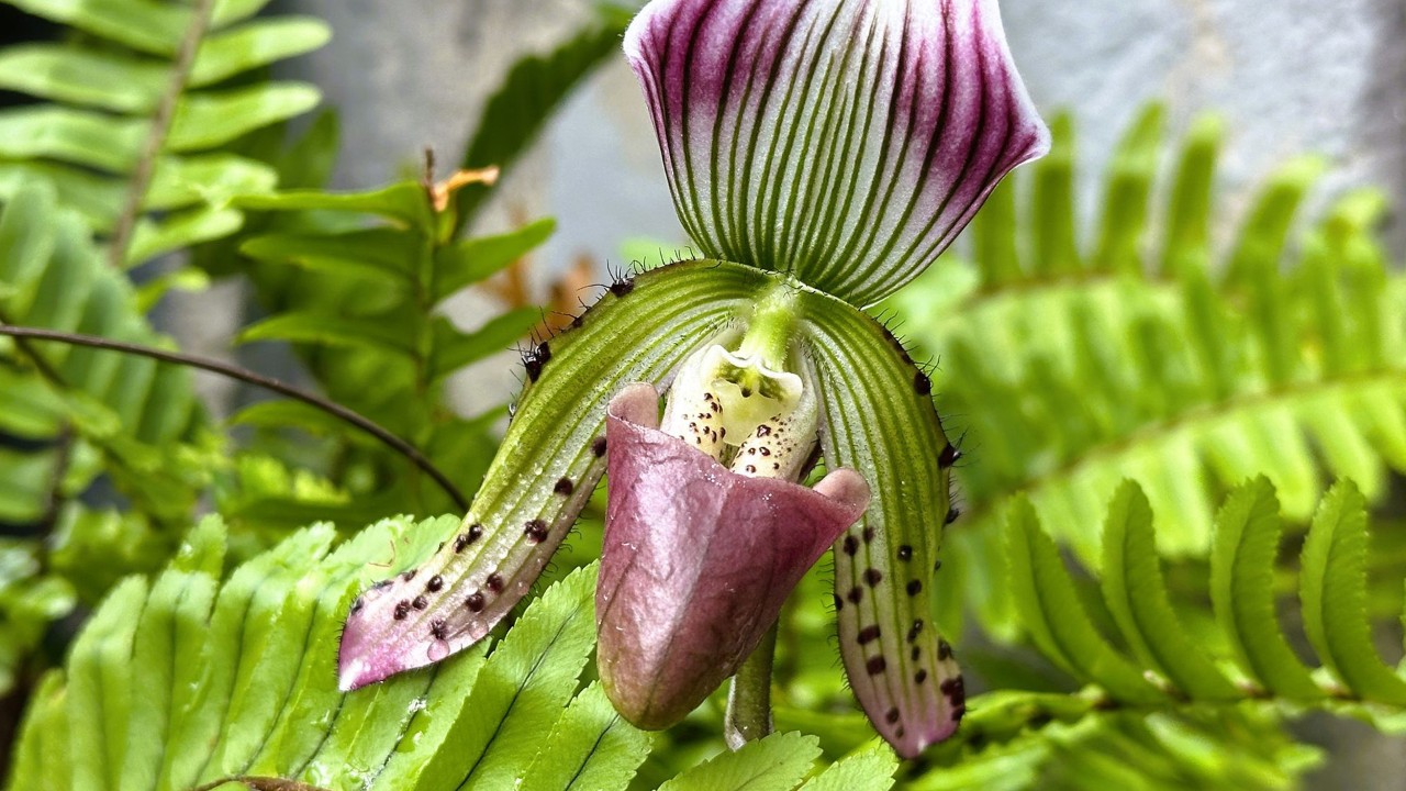 Paphiopedium callosum is native to Vietnam, Thailand, southern Laos, Malaysia, and Cambodia. This species is also the pod parent (mother) of the popular primary hybrid, Paphiopedilum Maudiae! It features striking burgundy flowers with white sepals and petals adorned by purple and green stripes. The petals normally sweep backwards, although there is a form which does not. Like many paphs, it has warts and hairs on the flowers which mimic aphids, thus attracting gravid female hoverflies (syrphid flies),  its pollinator in the wild, to lay their eggs on the flowers, as their larvae prey on aphids!