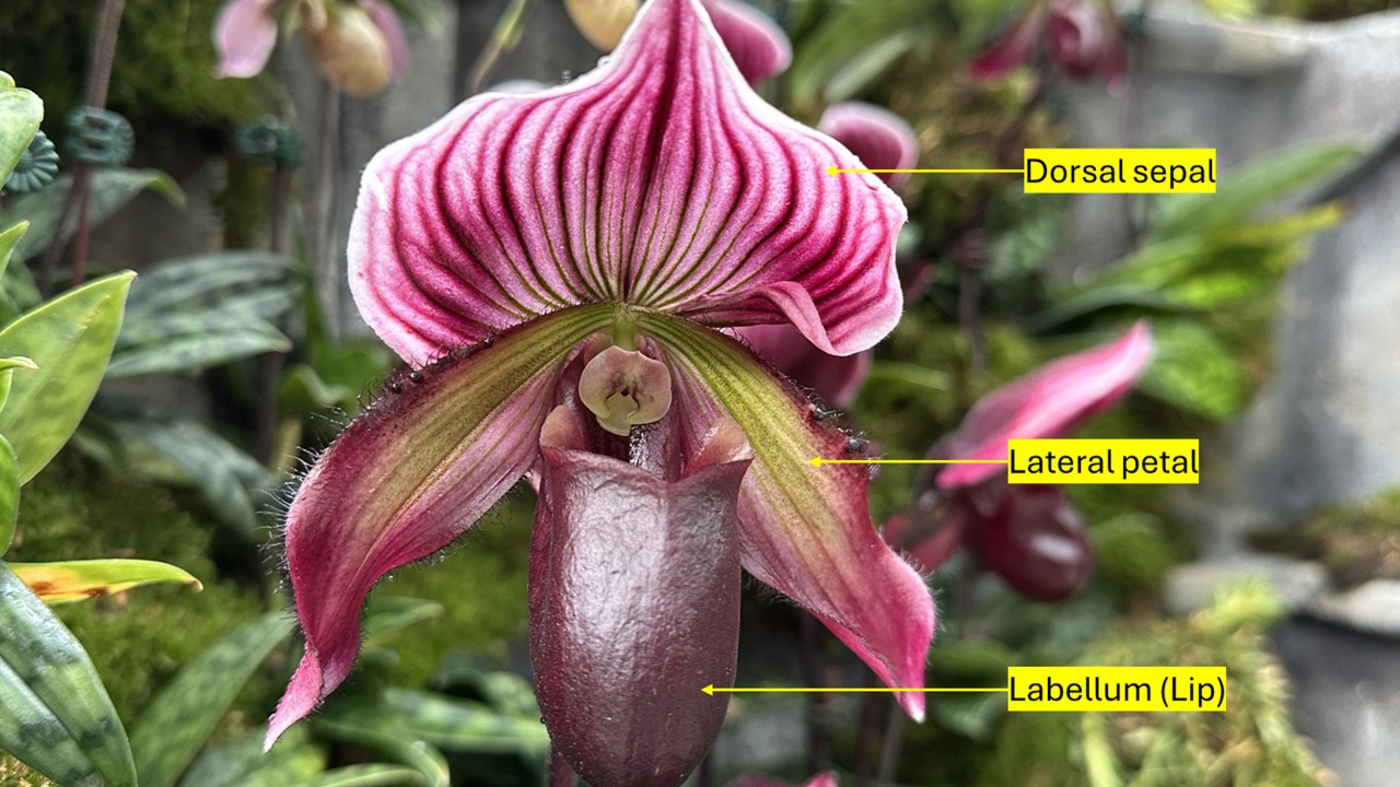Floral parts that are obvious from the front view of a Paphiopedilum flower.