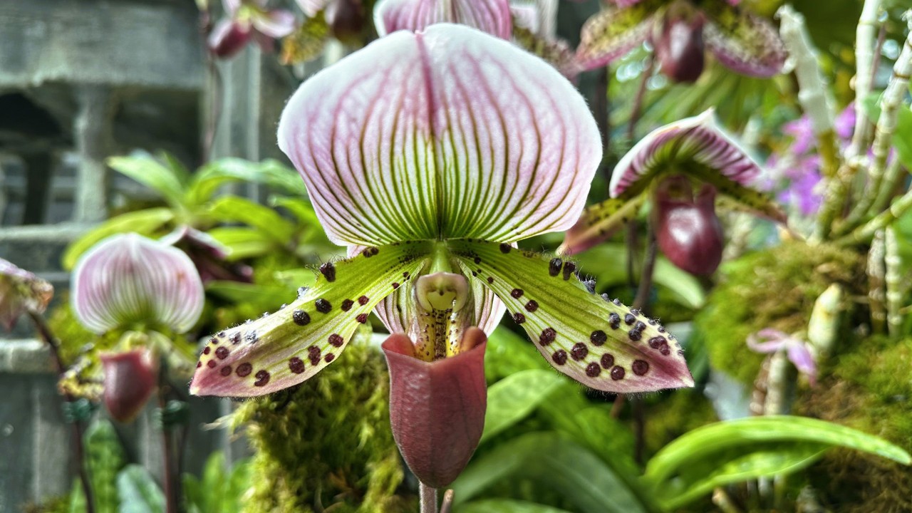 In the year 1900, England’s Charlesworth Ltd registered a primary hybrid between Paphiopedilum callosum and lawrenceanum, naming it Paphiopedilum Maudiae. Subsequently, Maudiae became the progenitor of many similar slipper orchid hybrids, exhibiting a wide range of colours—from albino to coloratum (pinks and reds with green accents, sometimes featuring spots) to vinicolor (a deep red wine hue). These Maudiae hybrid varieties are renowned for their exquisite foliage and elegant single (and occasionally two) flowers per stem. The flowers can maintain their perfect bloom appearance for approximately two months!