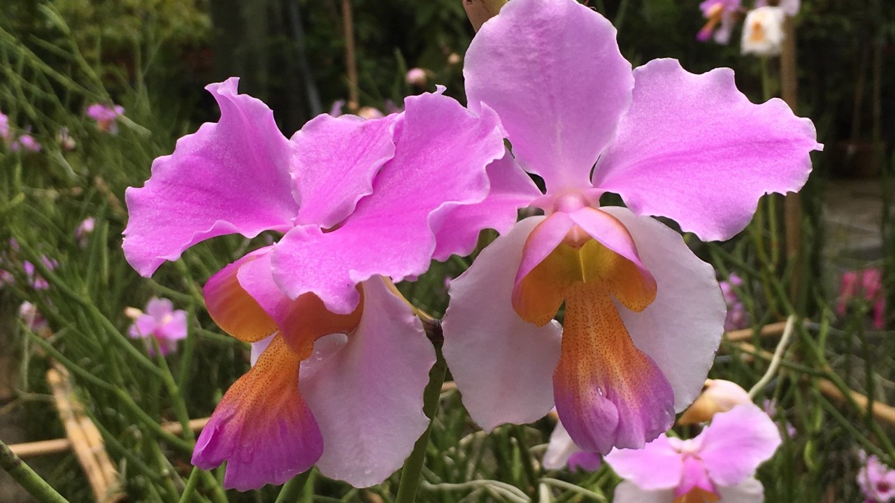 Papilionanda hybrids
