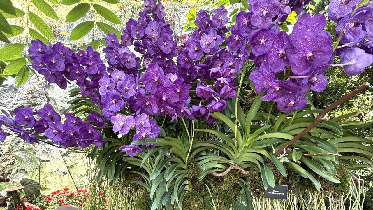 Papilionanda hybrids