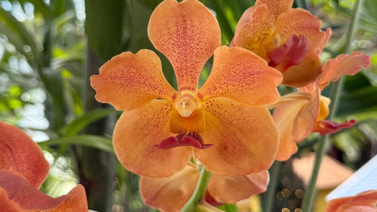 papilionanda
