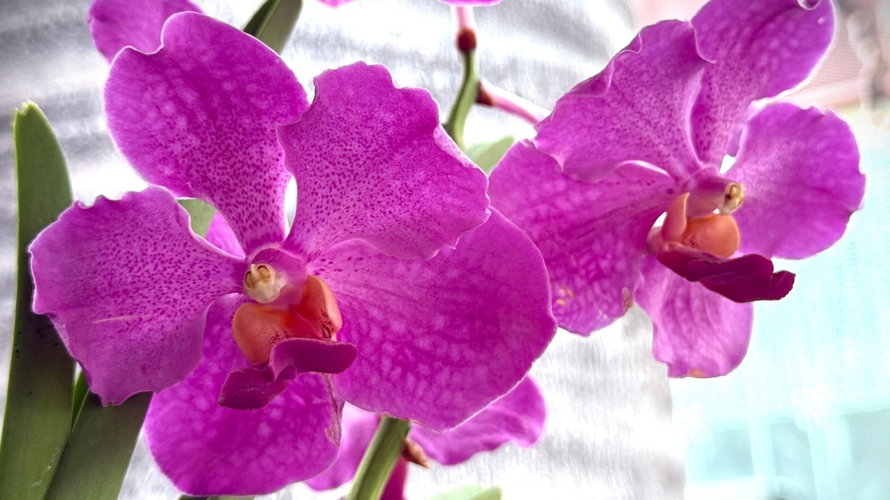 papilionanda