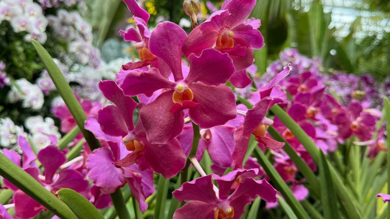 papilionanda