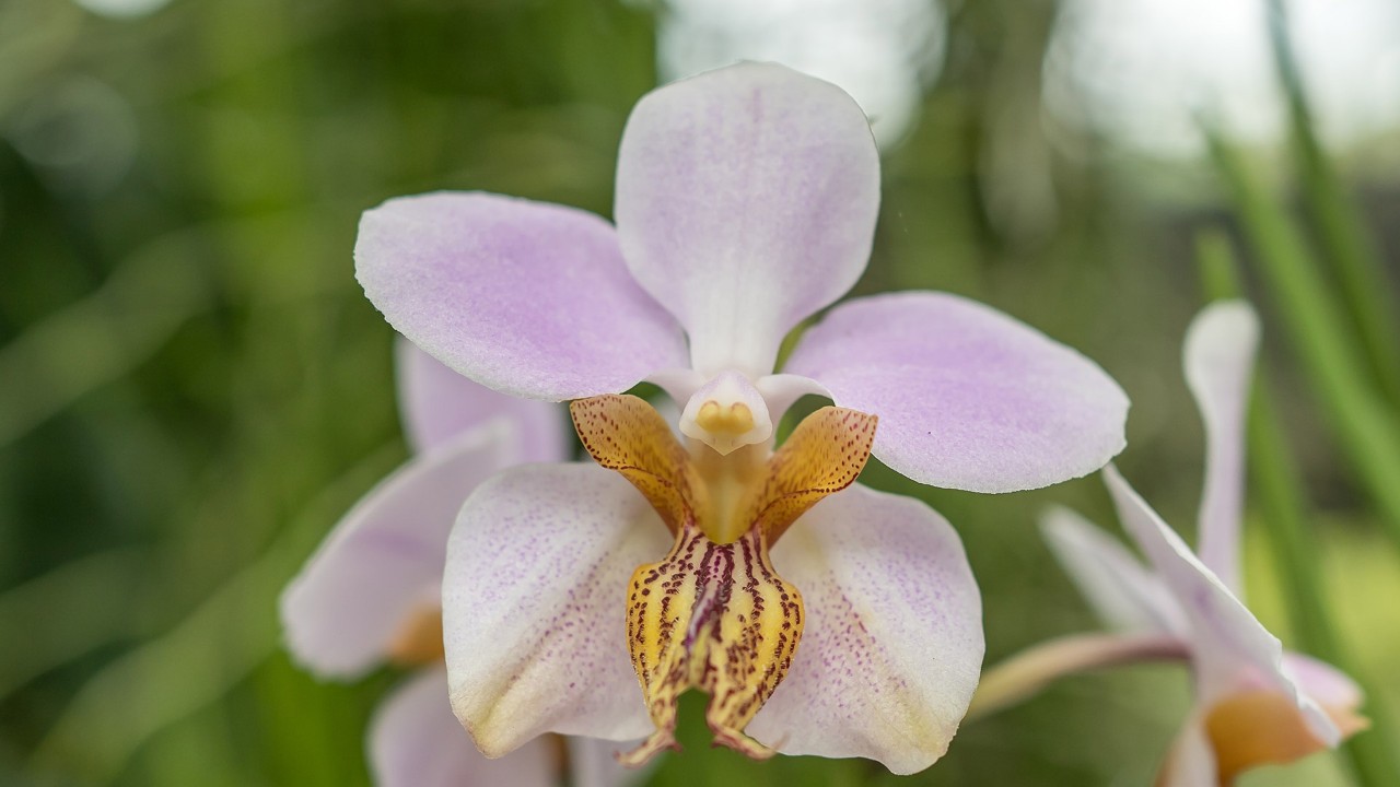 This close-up of Papilionanthe Mandai Gardens shows its distinctive and prized lip petal form which is very similar to that of one of its parents, P. tricuspidata.