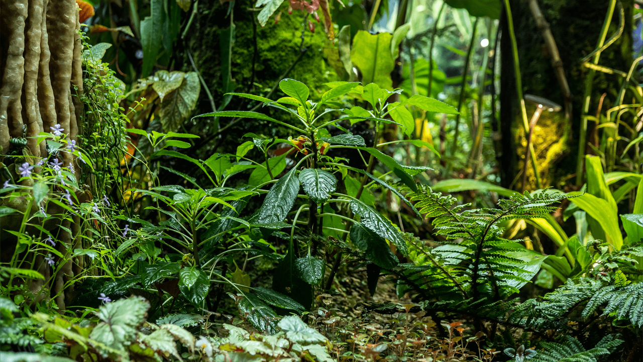 Parrot Impatiens