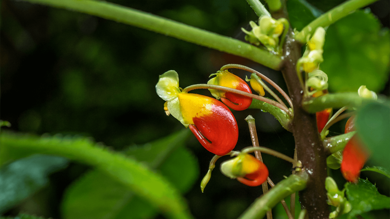 Parrot Impatiens