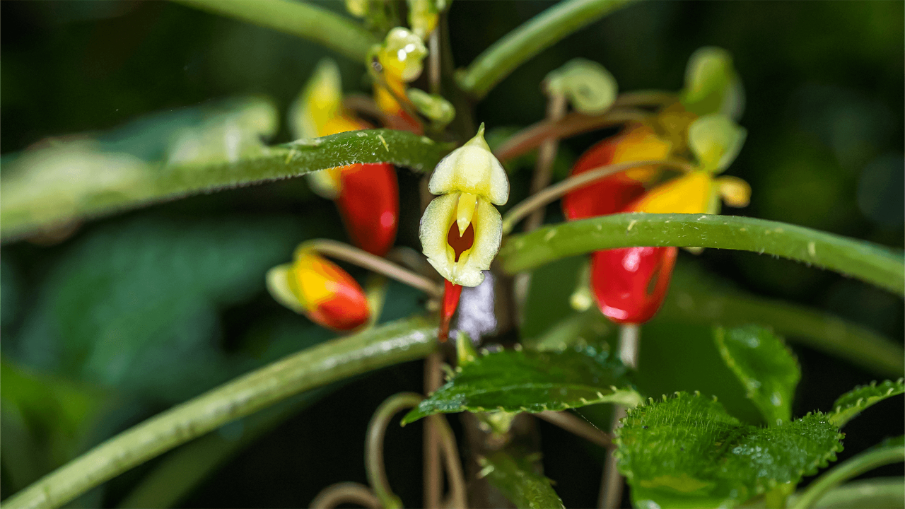 Parrot Impatiens