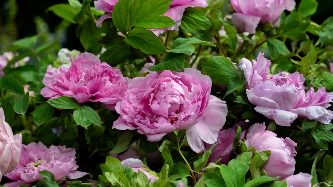 The tree peonies featured in our display are distinguished by their basal woody stems and large flowers which can reach up to 25-30cm in diameter.  