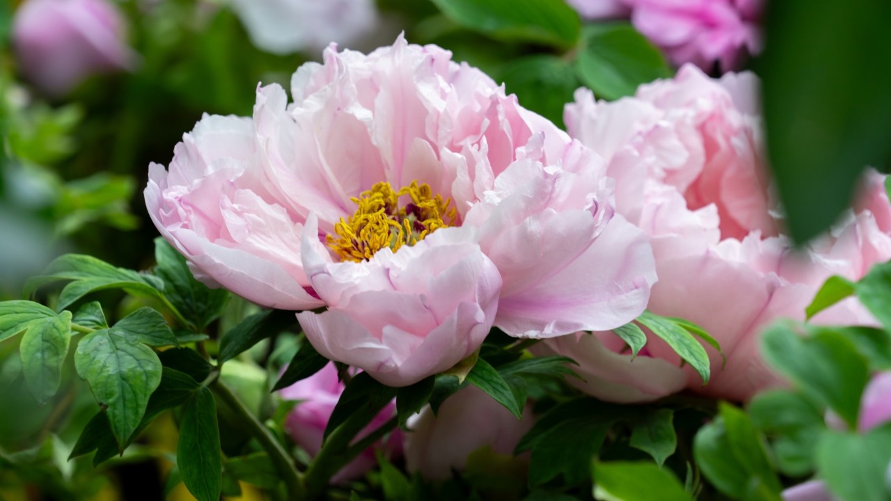 Similar to rose (Rosa species and cultivars), most popular cultivars of tree peony are almost all of the semi-double or double-flower type, bred to have larger flowers with extra petals – sometimes over a hundred! – due to the partial conversion of stamens into petals. In contrast, wild populations of Paeonia display single-flower blooms with only 5-15 petals. 