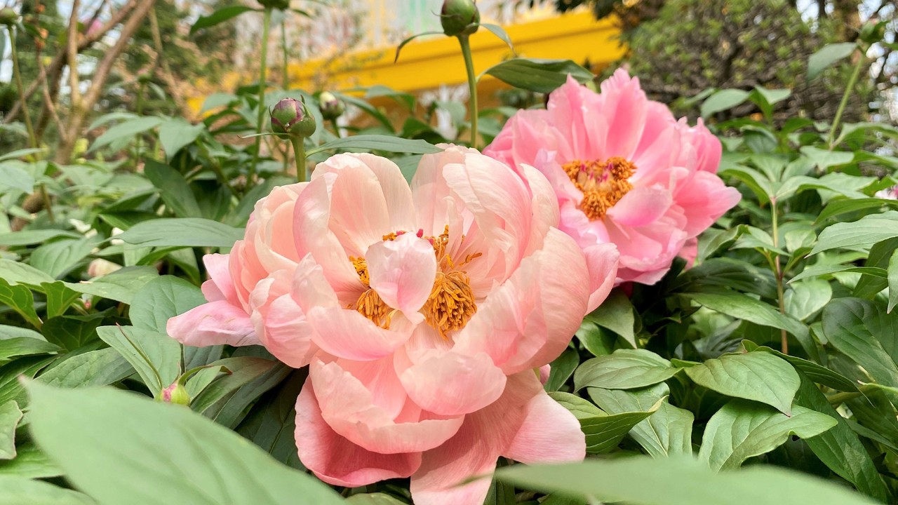 A closeup of Paeonia 'Coral Charm'. Such a lovely pastel colour!