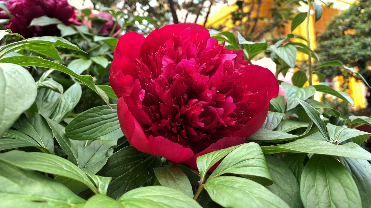 A closeup of Paeonia ‘Red Charm’, a hybrid cross between Paeonia lactiflora and P. officinalis, with intense red colour!