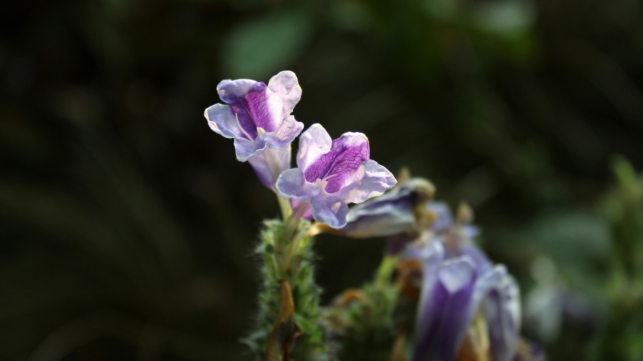 Close-up of the flowers of the Persian shield