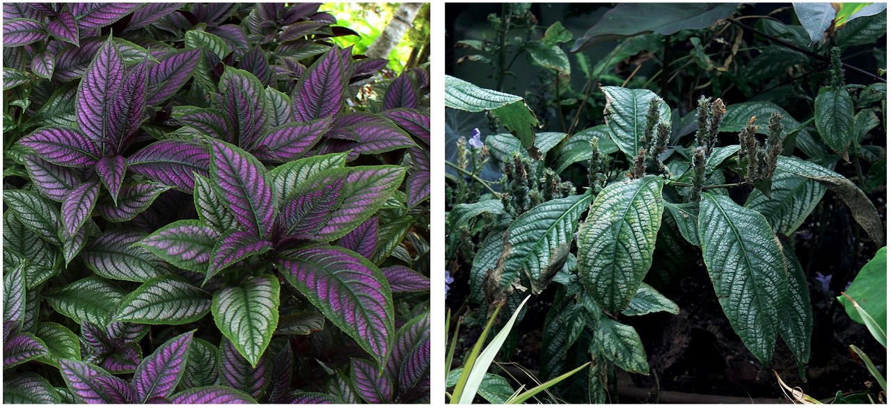 Compare the lush vibrant foliage on the Persian shield in the outdoor gardens (L) with the dull, washed-out leaves of the flowering specimens in Cloud Forest (R). Once in bloom, the plant loses vigour and form with all its energy redirected to the inflorescences borne on almost every node.