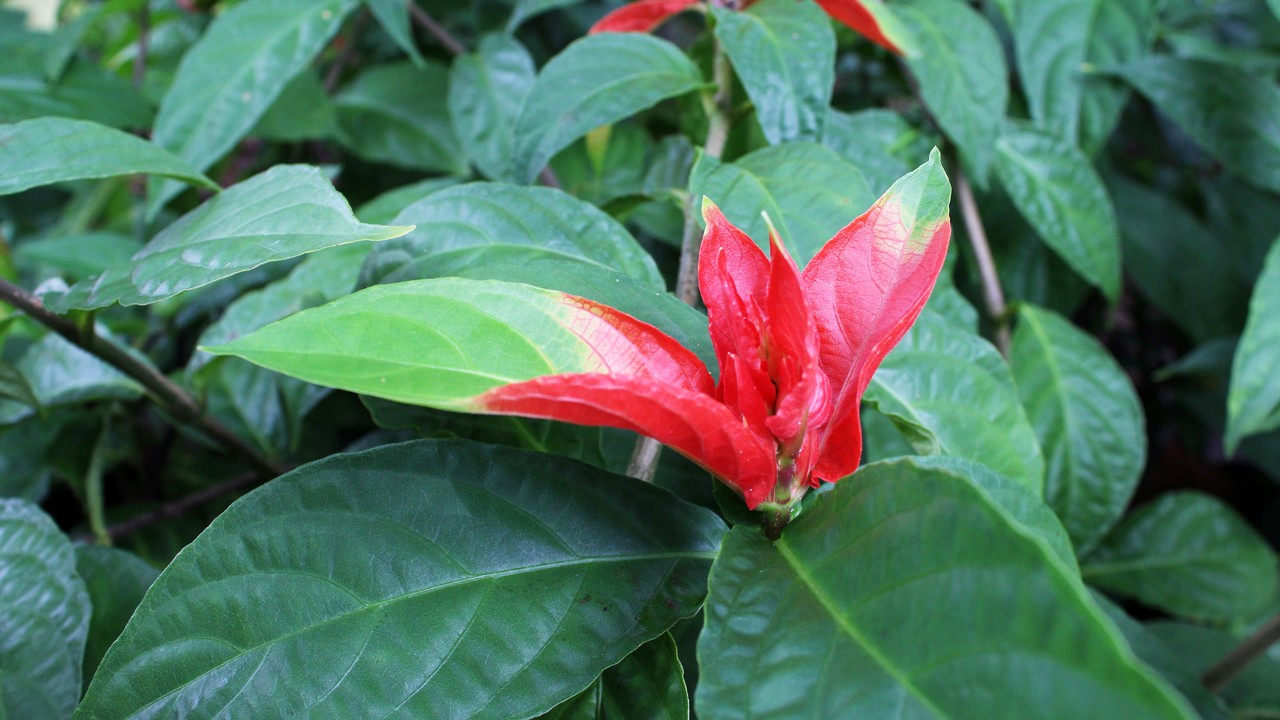 Look out for these funky parti-coloured leaves that seem to change into bracts in developing flower spikes like the one above!