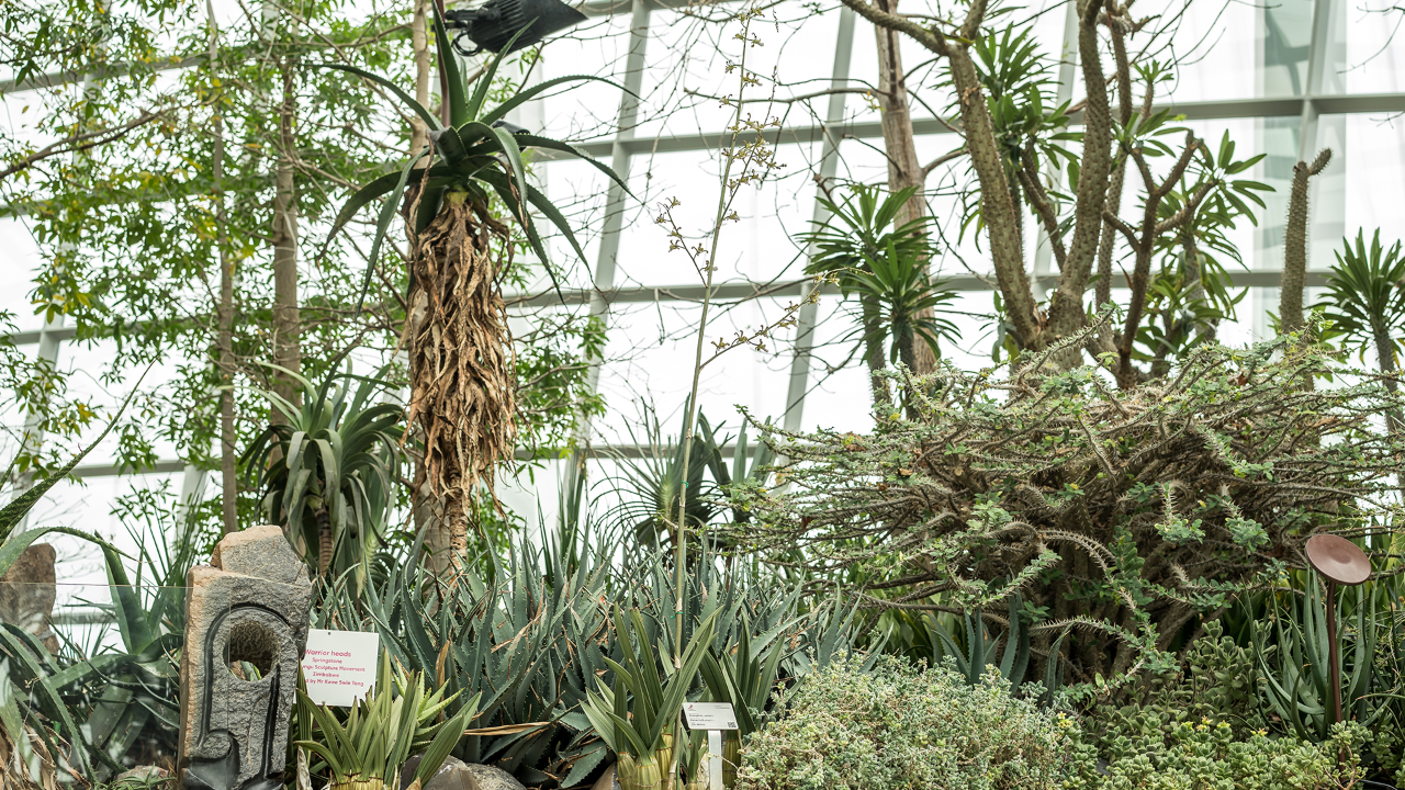 Can you find the long flower stalk of Eulophia petersii blooming amidst the other dryland-adapted flora at The Baobabs in Flower Dome? 