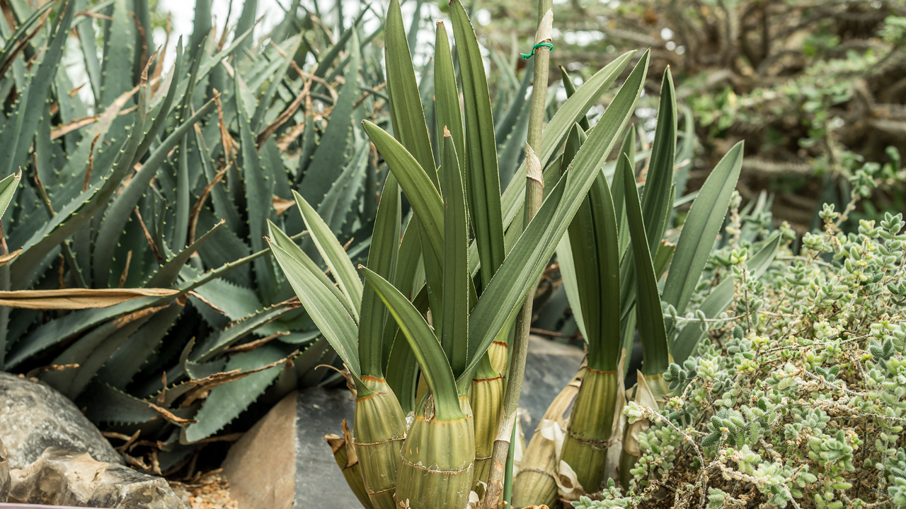 A drought-resistant orchid, Eulophia petersii stores water in its large pseudobulbs, thick rigid leaves, and fleshy roots.