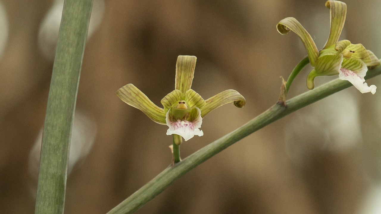 Eulophia petersii features three-lobed lip, and narrow sepals that are longer and narrower than their striped petals.